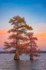 Stand of bald cypress trees at sunset, Caddo Lake, Texas. Art Print